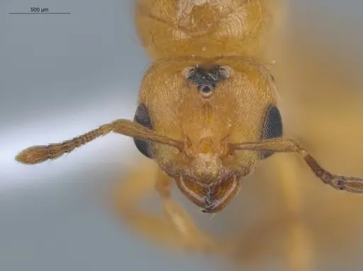 Allomerus decemarticulatus - ECOFOG-HC-0049-04