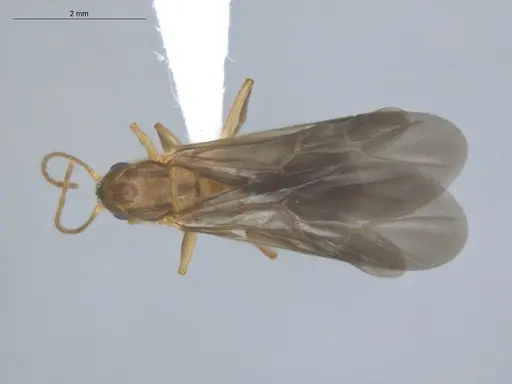 Allomerus decemarticulatus - ECOFOG-HC-0049-06