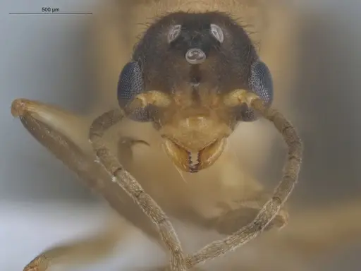 Allomerus decemarticulatus - ECOFOG-HC-0049-06