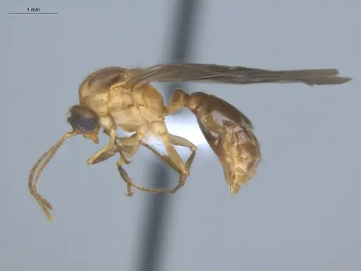 Allomerus decemarticulatus - ECOFOG-HC-0049-06