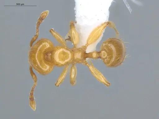 Allomerus decemarticulatus - ECOFOG-HC-0051-01