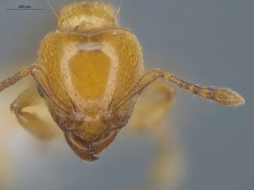 Allomerus decemarticulatus - ECOFOG-HC-0051-01