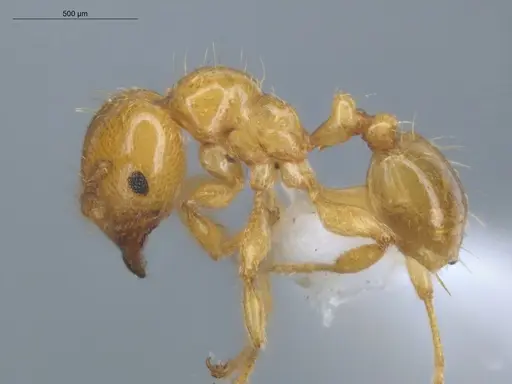 Allomerus decemarticulatus - ECOFOG-HC-0051-01