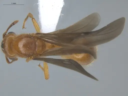 Allomerus decemarticulatus - ECOFOG-HC-0051-04