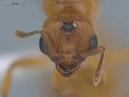 Allomerus decemarticulatus - ECOFOG-HC-0051-04