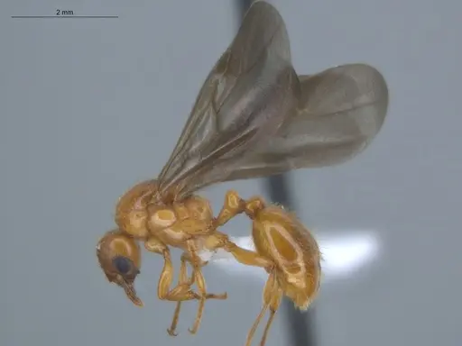 Allomerus decemarticulatus - ECOFOG-HC-0051-04