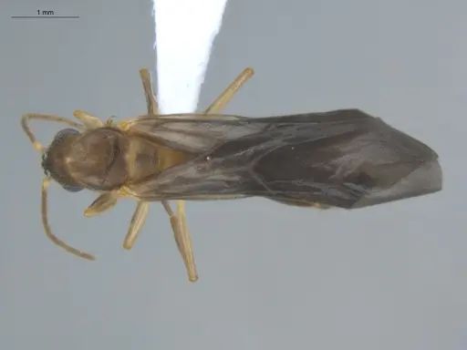 Allomerus decemarticulatus - ECOFOG-HC-0051-05