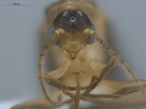 Allomerus decemarticulatus - ECOFOG-HC-0051-05