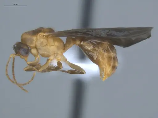 Allomerus decemarticulatus - ECOFOG-HC-0051-05