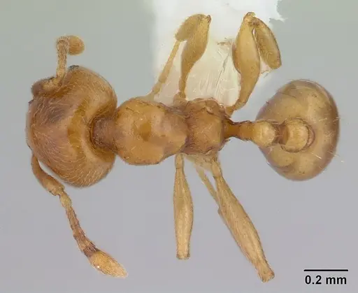 Allomerus octoarticulatus specimen