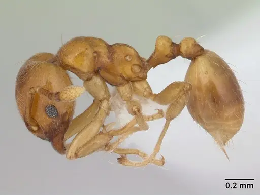 Allomerus octoarticulatus specimen