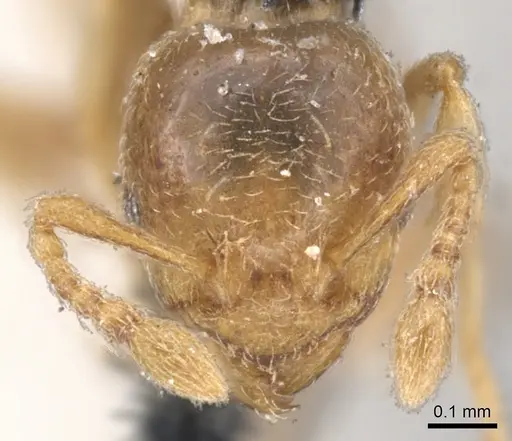 Allomerus septemarticulatus specimen