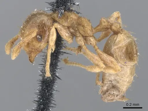 Allomerus septemarticulatus specimen