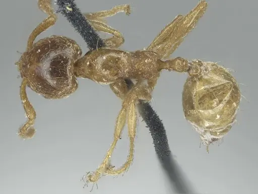 Allomerus septemarticulatus - CASENT0916033