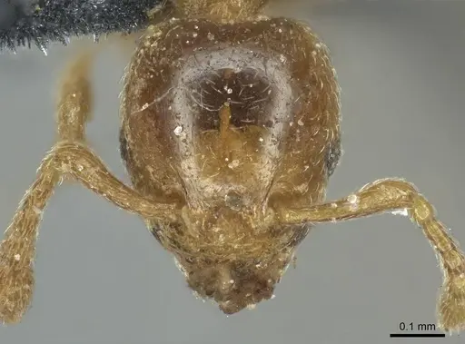 Allomerus septemarticulatus - CASENT0916033