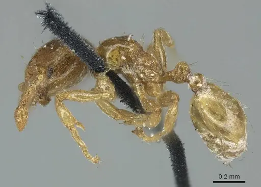 Allomerus septemarticulatus - CASENT0916033