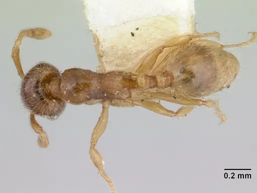 Allomerus vogeli specimen