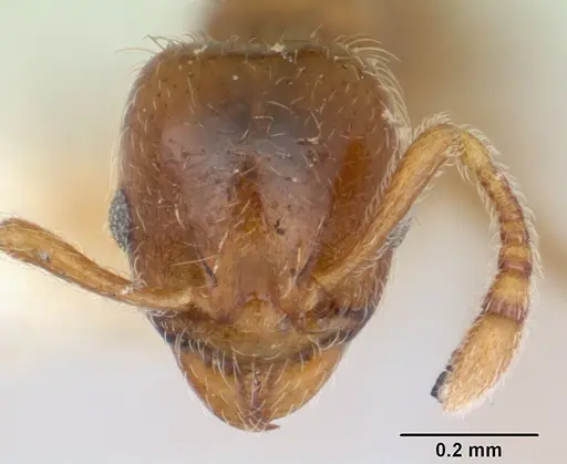 Allomerus vogeli specimen