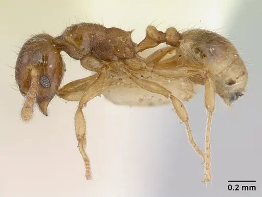 Allomerus vogeli specimen