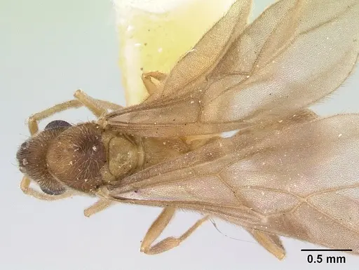 Allomerus vogeli - CASENT0178480