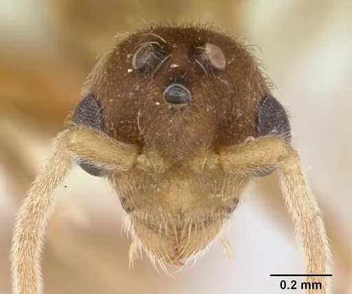 Allomerus vogeli - CASENT0178480