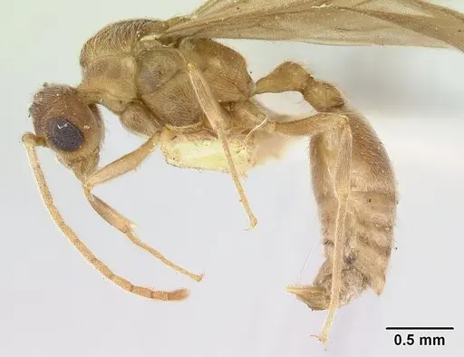 Allomerus vogeli - CASENT0178480