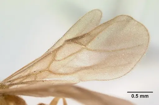 Allomerus vogeli - CASENT0178480