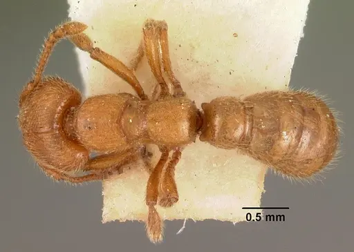 Amblyopone aberrans specimen