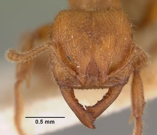 Amblyopone aberrans specimen