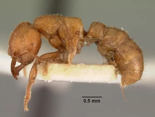 Amblyopone aberrans specimen