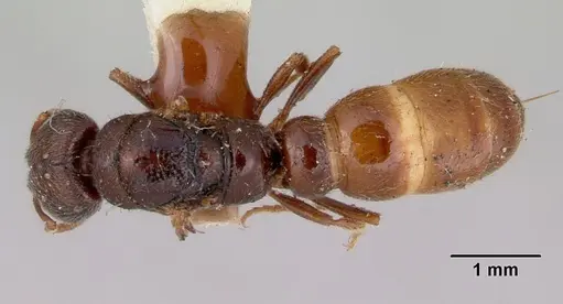 Amblyopone aberrans - CASENT0172183