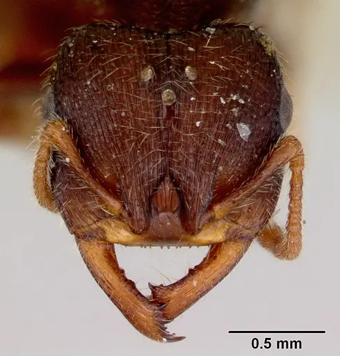 Amblyopone aberrans - CASENT0172183