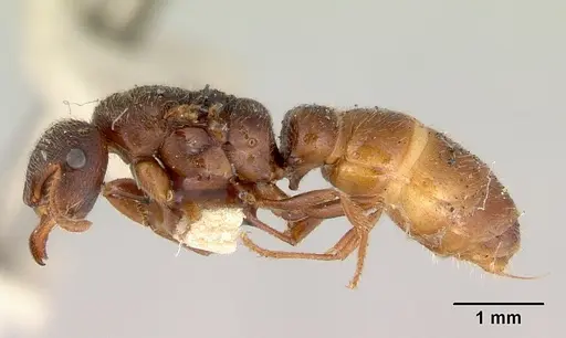 Amblyopone aberrans - CASENT0172183