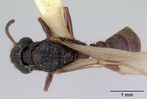 Amblyopone aberrans - CASENT0172184