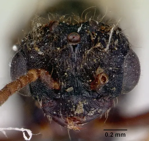 Amblyopone aberrans - CASENT0172184