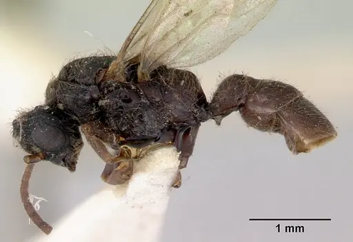 Amblyopone aberrans - CASENT0172184