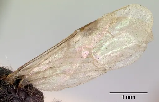 Amblyopone aberrans - CASENT0172184