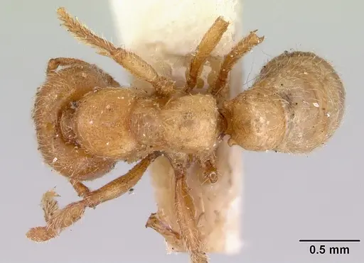 Amblyopone aberrans - CASENT0172185