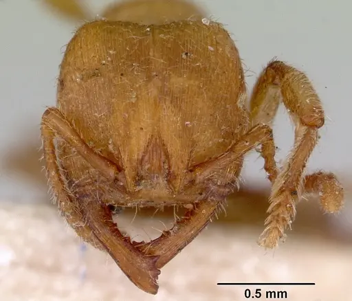 Amblyopone aberrans - CASENT0172185