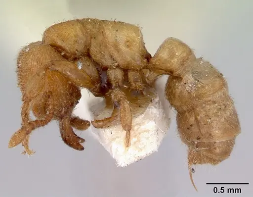 Amblyopone aberrans - CASENT0172185