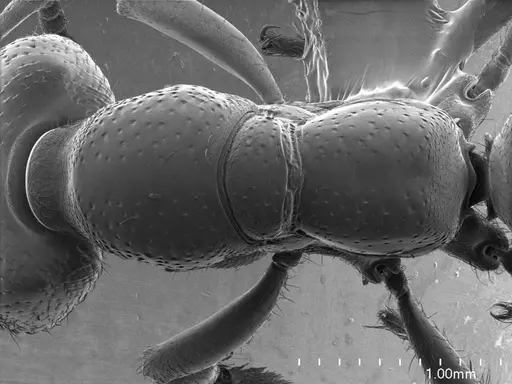 Amblyopone australis specimen