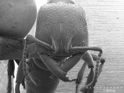 Amblyopone australis specimen