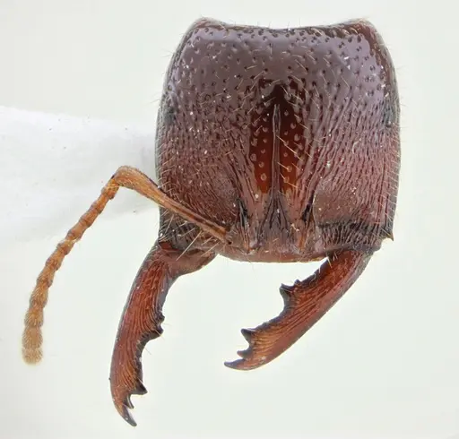 Amblyopone australis - ANTWEB1032553