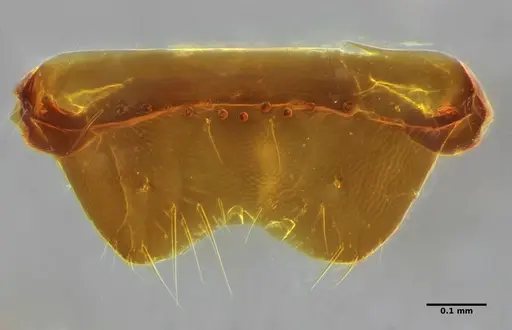 Amblyopone australis - ANTWEB1032553