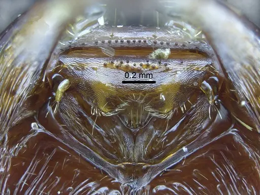 Amblyopone australis - CASENT0100424