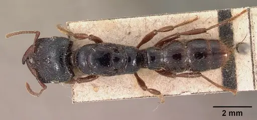 Amblyopone australis - CASENT0102125