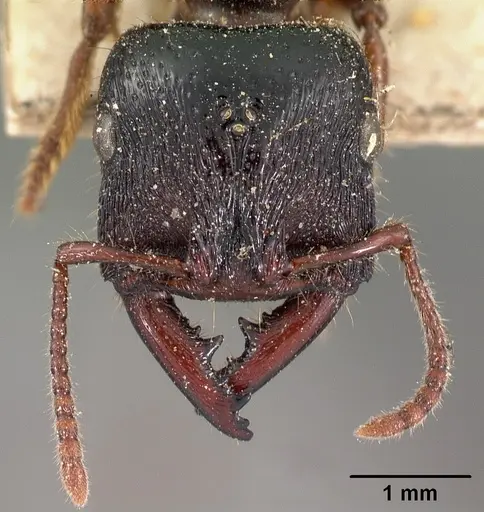 Amblyopone australis - CASENT0102125