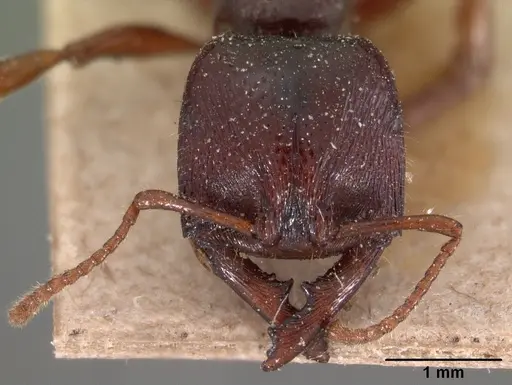 Amblyopone australis - CASENT0102148