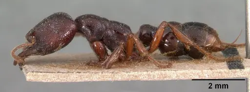 Amblyopone australis - CASENT0102148