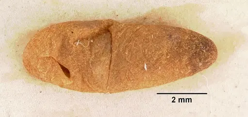 Amblyopone australis - CASENT0102184